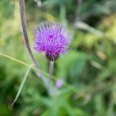 Oetztal סאוטנס